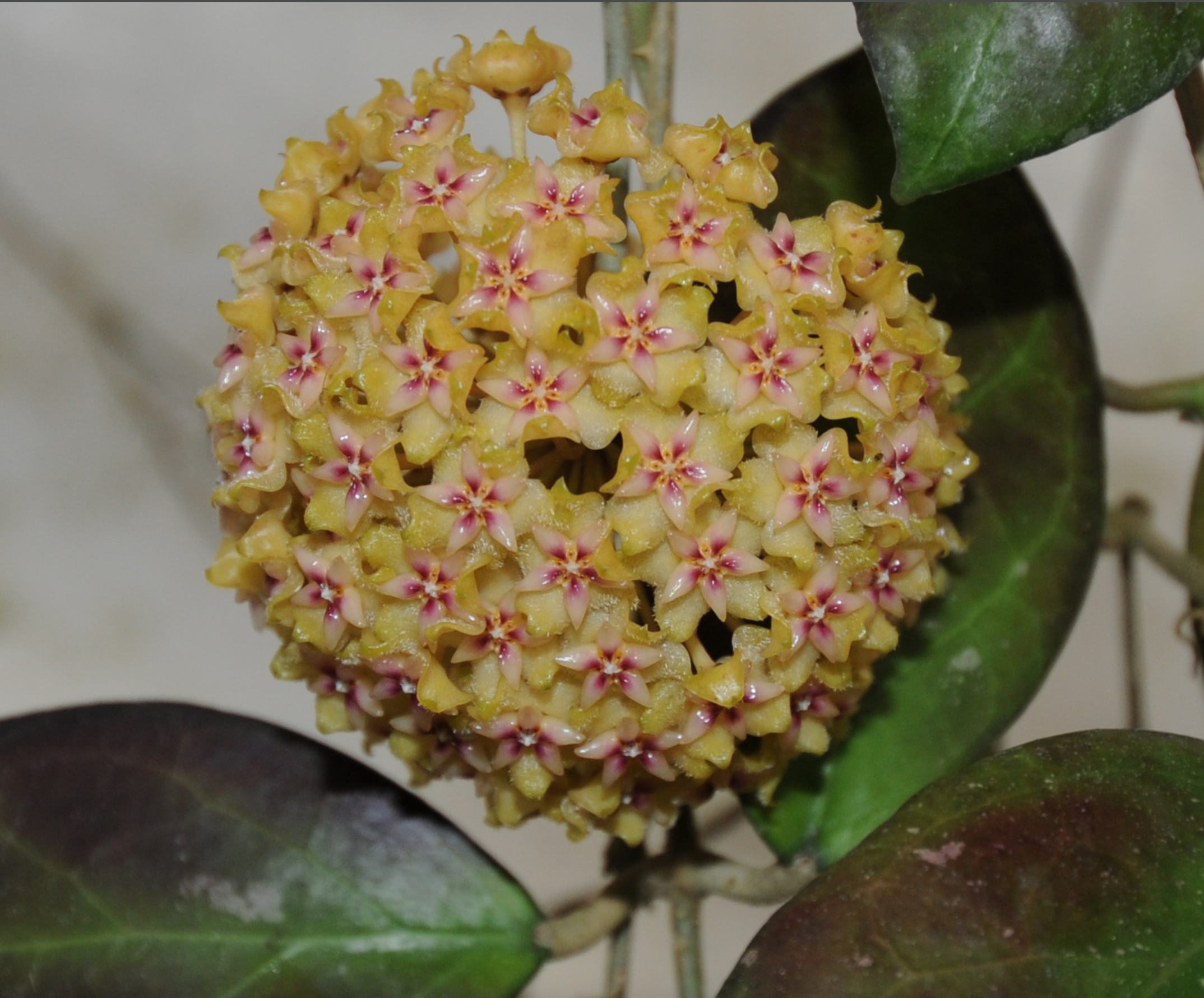 Hoya MB 1594 Blooms B & C (mindorensis x MB 1228) — Rare Hoya